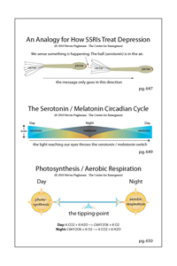 Sleep, Serotonin, Melotonin, and Nerve Cells (pgs 647, 649, 650)