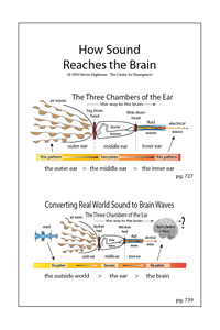 How We Hear: Within the Person vs From the World to the Brain (pgs 727, 739)