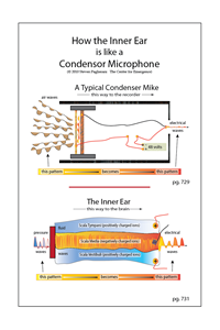 How the Inner Ear is Like a Condenser Microphone (pgs 729, 731)